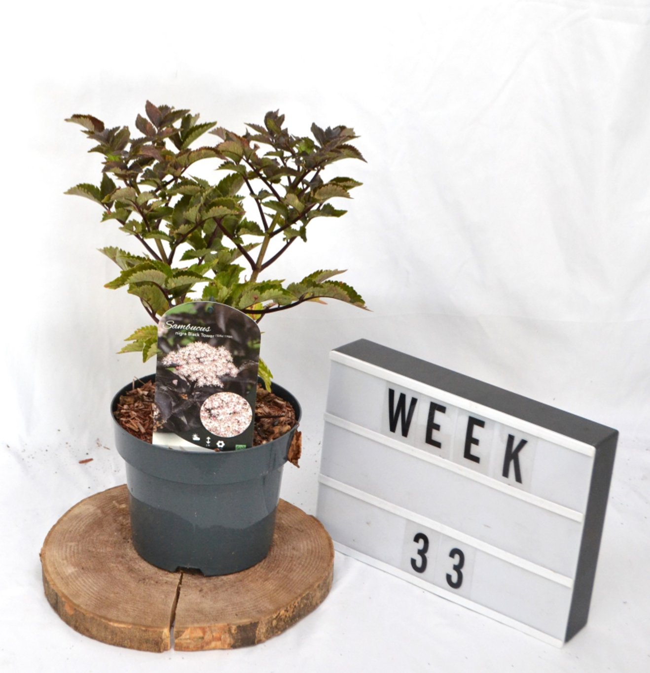 Sambucus nigra 'Black Tower' ® - C3 20-40 CM